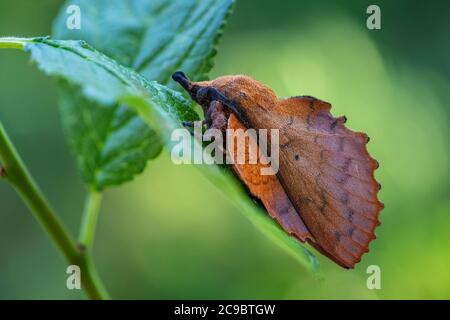 Lappet - Gastropacha quercifolia, spezielle einzigartig aussehende Motte aus euroasiatischen Wäldern, Zlin, Tschechische Republik. Stockfoto