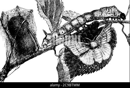 Ein Seidenwurm, kriechen auf den Zweigen des Baumes mit dunklen Flecken auf ihrem segmentierten Körper, Vintage-Linie Zeichnung oder Gravur Illustration. Stock Vektor