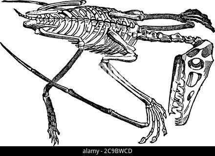 Das Skelett von Pterodactyle, Vintage-Linienzeichnung oder Gravurillustration. Stock Vektor
