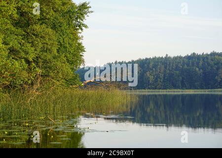 Reiher sitzt auf einem umgestürzten Baum bei Sonnenaufgang am Paelitzsee Stockfoto