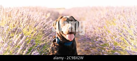 Portrait eines braunen labrador Hundes in der Natur, umgeben von violetten Blüten aus einem Lavendelfeld Stockfoto