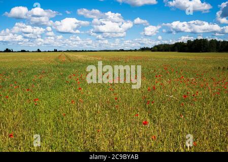Weizenfelder mit Mohnblumen an sonnigen Sommertagen Stockfoto