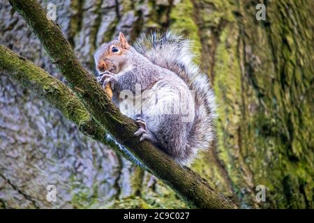 Ein graues Eichhörnchen in einem englischen Park Stockfoto