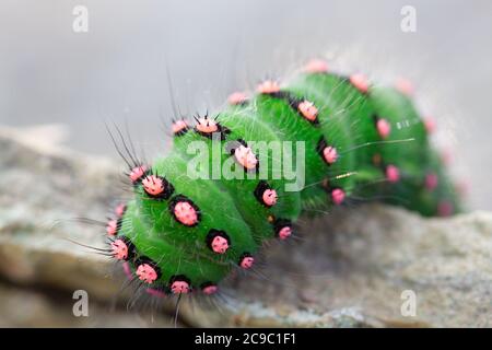 Raupe der Emperor Motte Stockfoto