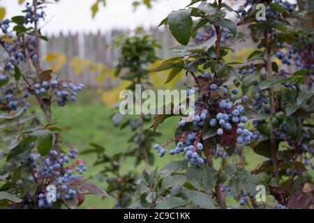 Blaue Waldbeeren in der Natur fallen auf die Insel Stockfoto