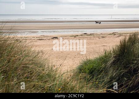 Trotting am Utah Beach, Manche, Normandie, Frankreich Stockfoto