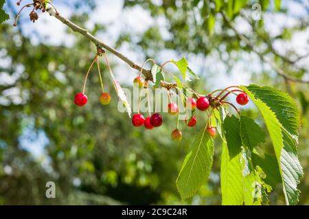 Im Frühsommer hängen fast reife Wildkirschen an einem Ast von Prunus avium in einem englischen Garten Stockfoto