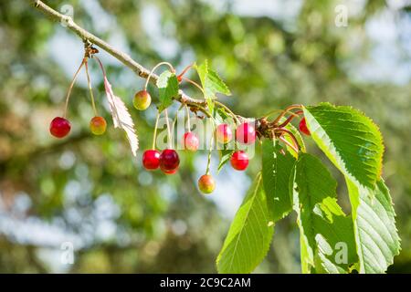 Im Frühsommer hängen fast reife Wildkirschen an einem Ast von Prunus avium in einem englischen Garten Stockfoto