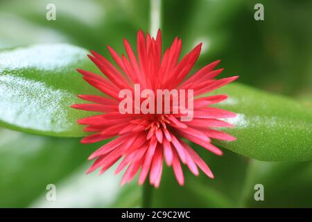 Draufsicht auf eine blühende leuchtende Rosa Baby Sonne Rose Blume auf leuchtend grünen Blättern Stockfoto
