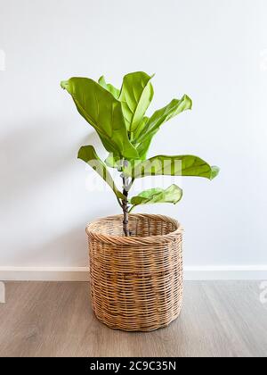 Ficus lyrata Baum in einem Topf steht auf einem Holzboden Stockfoto