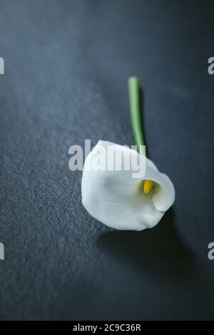 Erstaunliche weiße Calla Lily Blume auf einem dunklen Hintergrund in einem Sonnenlicht. Für Text platzieren. Stockfoto