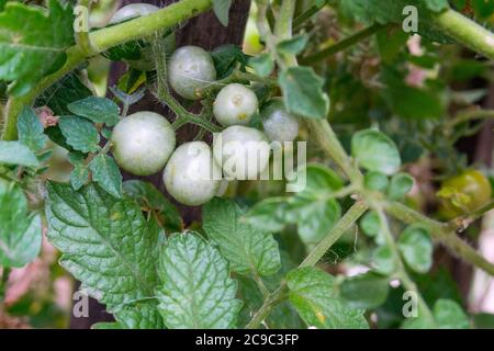 Eine Nahaufnahme von Kirschtomaten. Cherry Tomate ist eine Art von kleinen runden Tomaten geglaubt, um eine Zwischen genetische Beimischung zwischen wilden Johannisbeere sein Stockfoto