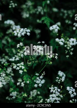 Anthriscus sylvestris, bekannt als Kuhpsilie, wilder Kerbel, wildschnabelige Petersilie oder keck, eine krautige zweijährige oder kurzlebige mehrjährige Pflanze Stockfoto