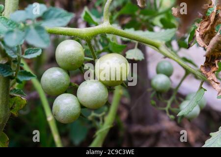 Eine Nahaufnahme von Kirschtomaten. Cherry Tomate ist eine Art von kleinen runden Tomaten geglaubt, um eine Zwischen genetische Beimischung zwischen wilden Johannisbeere sein Stockfoto