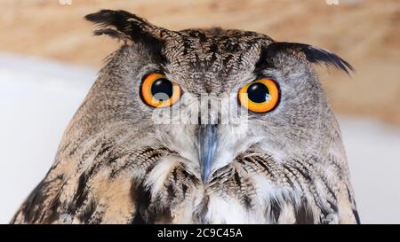 Eurasian Eagle Owl - Bubo bubo. Nahaufnahme. Stockfoto