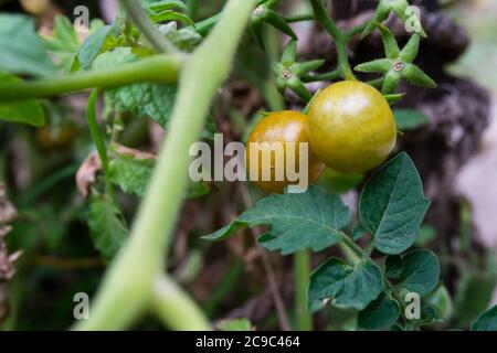 Eine Nahaufnahme von Kirschtomaten. Cherry Tomate ist eine Art von kleinen runden Tomaten geglaubt, um eine Zwischen genetische Beimischung zwischen wilden Johannisbeere sein Stockfoto