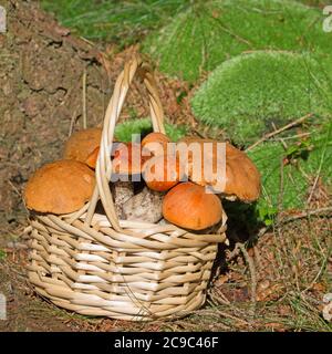 Geerntete Waldpilze im Korb Stockfoto