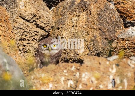 Die kleine Eule Athene noctua. Eine junge Eule schaut aus ihrem Loch. Stockfoto