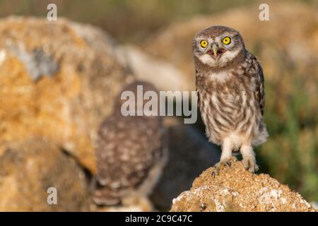 Die kleine Eule Athene noctua, steht auf einem Felsen. Hochformat. Stockfoto