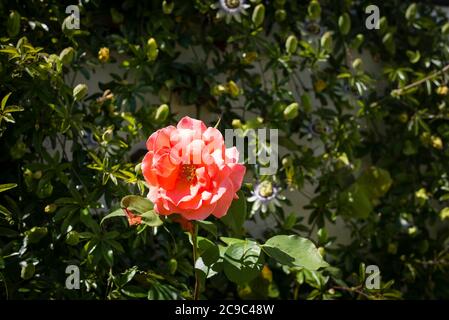 Rosa Lachs springt an einer Wand, die auch von einer Leidenschaft besetzt ist, die einen englischen Garten blüht Stockfoto