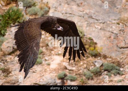 Junger Ringelgeier (Aegypius monachus) im Flug. Stockfoto