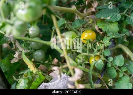 Eine Nahaufnahme von Kirschtomaten. Cherry Tomate ist eine Art von kleinen runden Tomaten geglaubt, um eine Zwischen genetische Beimischung zwischen wilden Johannisbeere sein Stockfoto