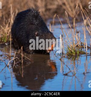 Nutria (Myocastor coypus) auf dem Teich Stockfoto