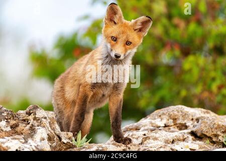 Ein Fuchs sitzt auf einem Felsen und schaut auf die Kamera. Vulpes vulpes. Stockfoto