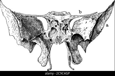 Sphenoid-Knochen, ein ungepaarteter Knochen des Neurocraniums, dessen Teile markiert sind. Es befindet sich im vorderen Teil der Basis des Schädels, articulati Stock Vektor