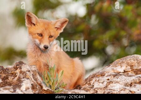 Ein Fuchs sitzt auf einem Felsen und schaut auf die Kamera. Vulpes vulpes. Stockfoto