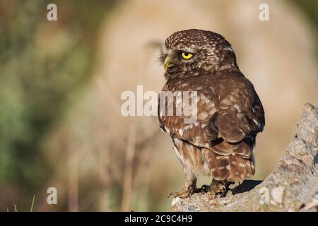 Die kleine Eule ist auf dem Stein mit dem Kopf gedreht. Athene noctua. Stockfoto