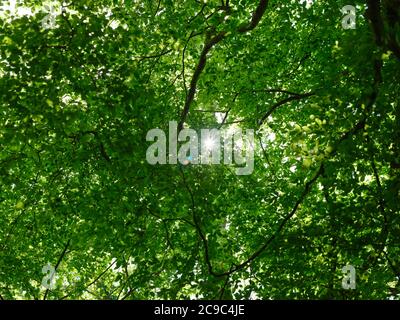 Das Sonnenlicht, das durch die Äste und die Blätter des Sommerholzes - das Sonnenlicht durch die Bäume - die Photosynthese Chlorophyll Natur Hintergrund phytoncides scheint Stockfoto