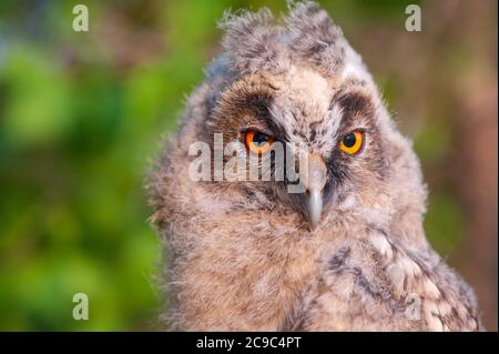 Junge Langohreule (ASIO otus) Nahaufnahme. Stockfoto