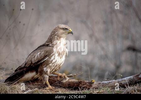 Bussard, Buteo buteo, steht auf einem gebrochenen Ast. Stockfoto