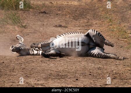 Zebra rollt auf staubigen Boden. Stockfoto