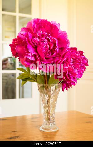 Prächtige doppelt blühende rosa Pfingstrosen bilden eine ideale Innendekoration als Schnittblumen in einer Glasvase Stockfoto