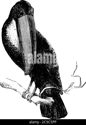 Toucan sitzt auf den Zweigen eines Baumes mit hellen Markierungen und großen Scheinen. Sie sind bunt und machen ihre Nester meist in Baumhöhlen, Jahrgang Stock Vektor