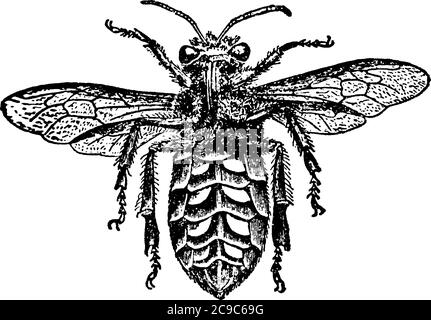 Eine typische Darstellung der Unterseite des Arbeiters, mit Wachsschuppen und fleckigen Markierungen durch ihren ganzen Körper, Vintage-Linienzeichnung oder engr Stock Vektor