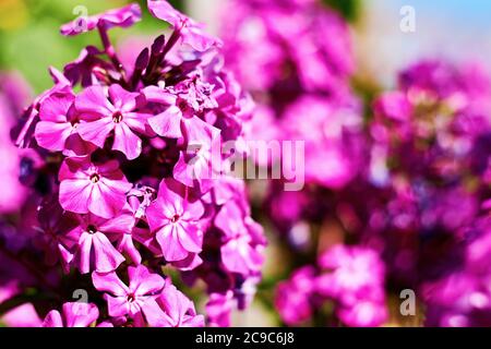 Lebendige violette Phlox Blütenknospen mit verschwommenen violetten Blüten auf dem Hintergrund. Natürliche Blumenhintergründen und Texturen. Platz für Werbetext kopieren Stockfoto