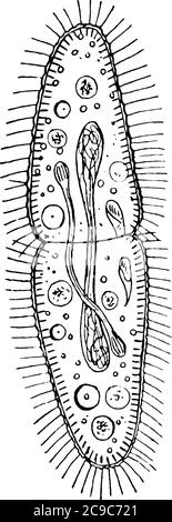 Das Parasecium, ein einzelliges Ciliat im Königreich Protista. Diese ist die Teilung, Vintage-Linie Zeichnung oder Gravur Illustration. Stock Vektor