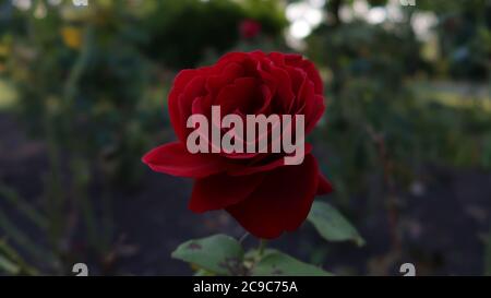 Rote rose Nahaufnahme Stockfoto