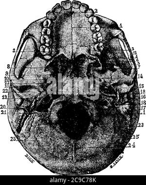 Basis des Schädels trennt das Gehirn von den Strukturen des Halses und Gesicht, auch bekannt als Cranial Base, Vintage-Linie Zeichnung oder Gravur illustraa Stock Vektor