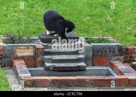 Schwarze Hauskatze mit weißer Nase, Kragen und Unterbauch in einer Umgebung im Freien spielen mit einem Wasserfall in einem kleinen Gartenteich. Stockfoto