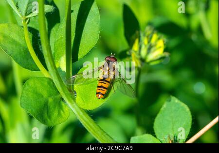 Marmorieren Sie die Hoverfly bei der Ruhe auf dem Blatt Stockfoto