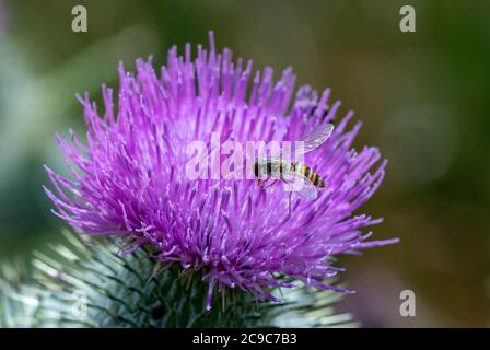 Marmelade Hoverfly auf Distelblüte Stockfoto