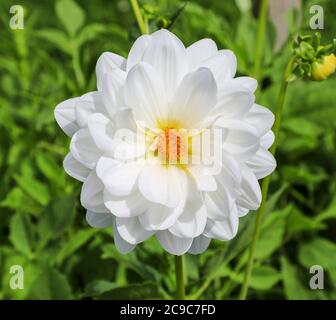 Nahaufnahme eines weißen Blütenkopfes eines Dahlia 'Peace Pact' in der National Dahlia Collection, Penzance, Cornwall, England Stockfoto