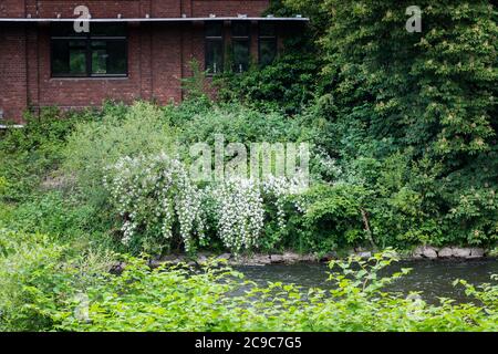 Leverkusen Rheindorf, Deutschland Stockfoto