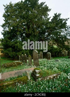 Ansicht NNE des östlichen & älteren von 2 alten Eibenauen neben St. Peter's Church, Hambledon, Surrey, England, UK: C 8th, hohl, 30-35ft Durchmesser. Stockfoto