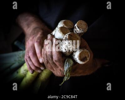 Mann mit frisch geerntetem Lauch Stockfoto