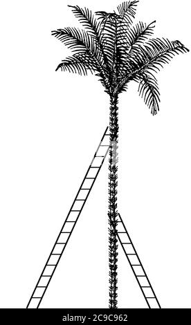 Die Winkel der Höhe vom Boden bis zu der Stelle, wo die Leitern auf den Baum treffen, sind kongruent, wenn 2 Leitern gegen entgegengesetzte Seiten einer Palme, Vin lehnen Stock Vektor